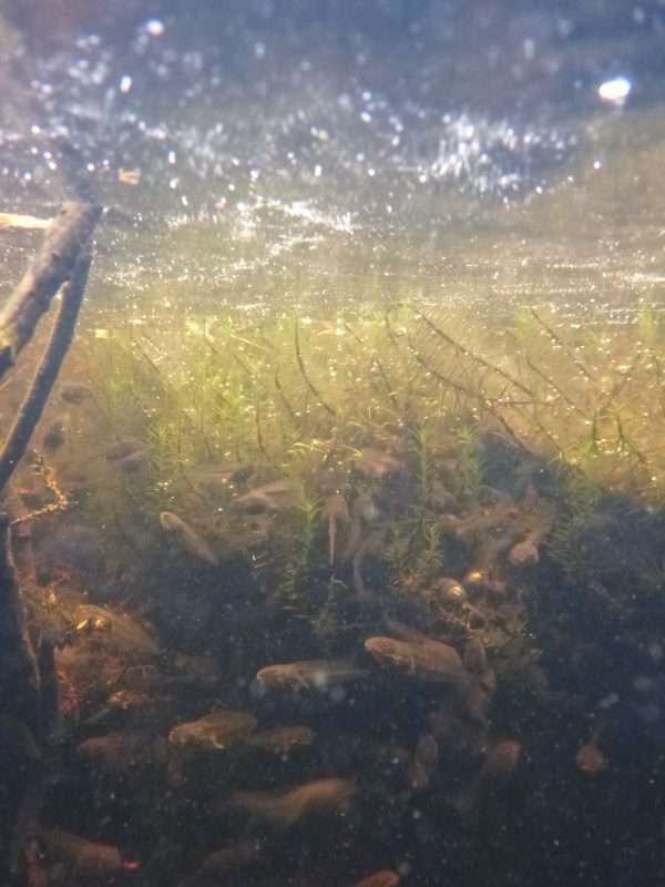 An underwater image of a vernal pool shows a dense crowd of tadpoles.