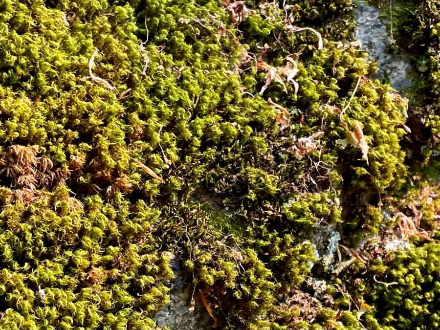 moss up close