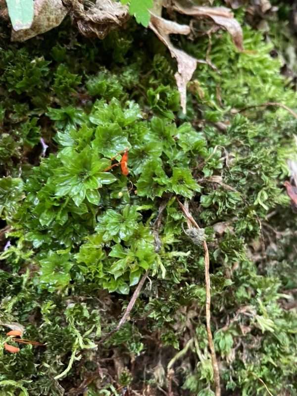 moss up close