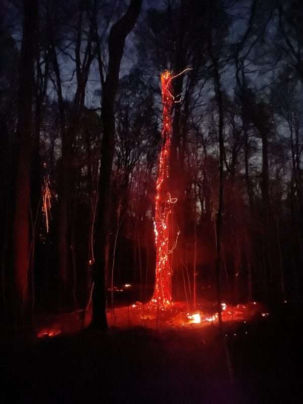 A tree is ablaze during a fire in a forest at night.