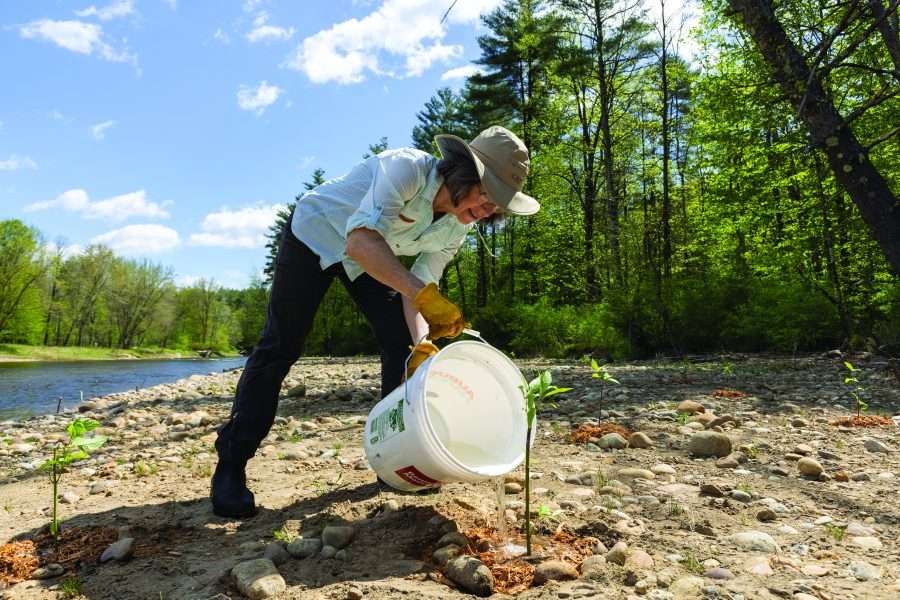 tree planting