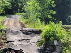 A white-tailed deer looking at the main bridge to the SUNY ESF at Newcomb campus over Fishing Brook that washed away.