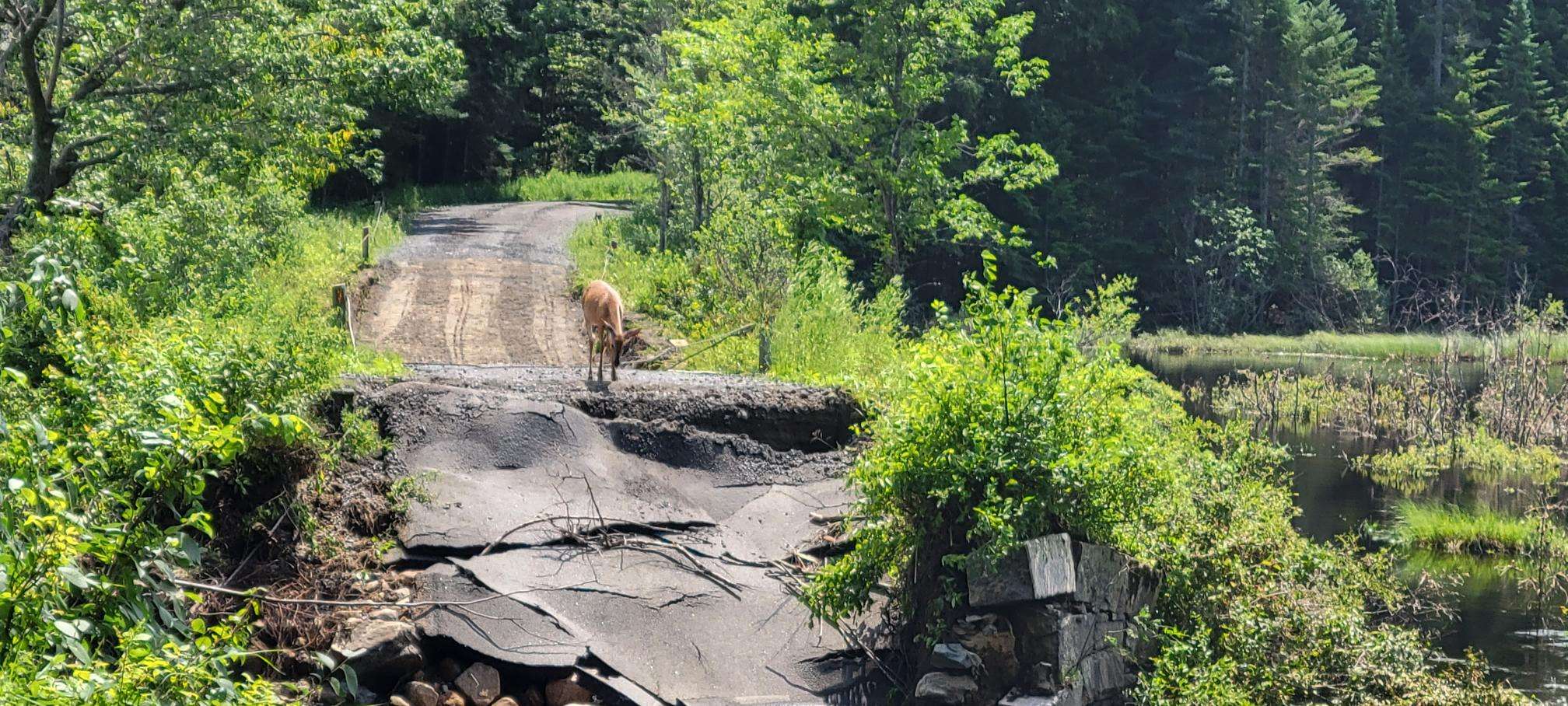 A white-tailed deer looking at the main bridge to the SUNY ESF at Newcomb campus over Fishing Brook that washed away.