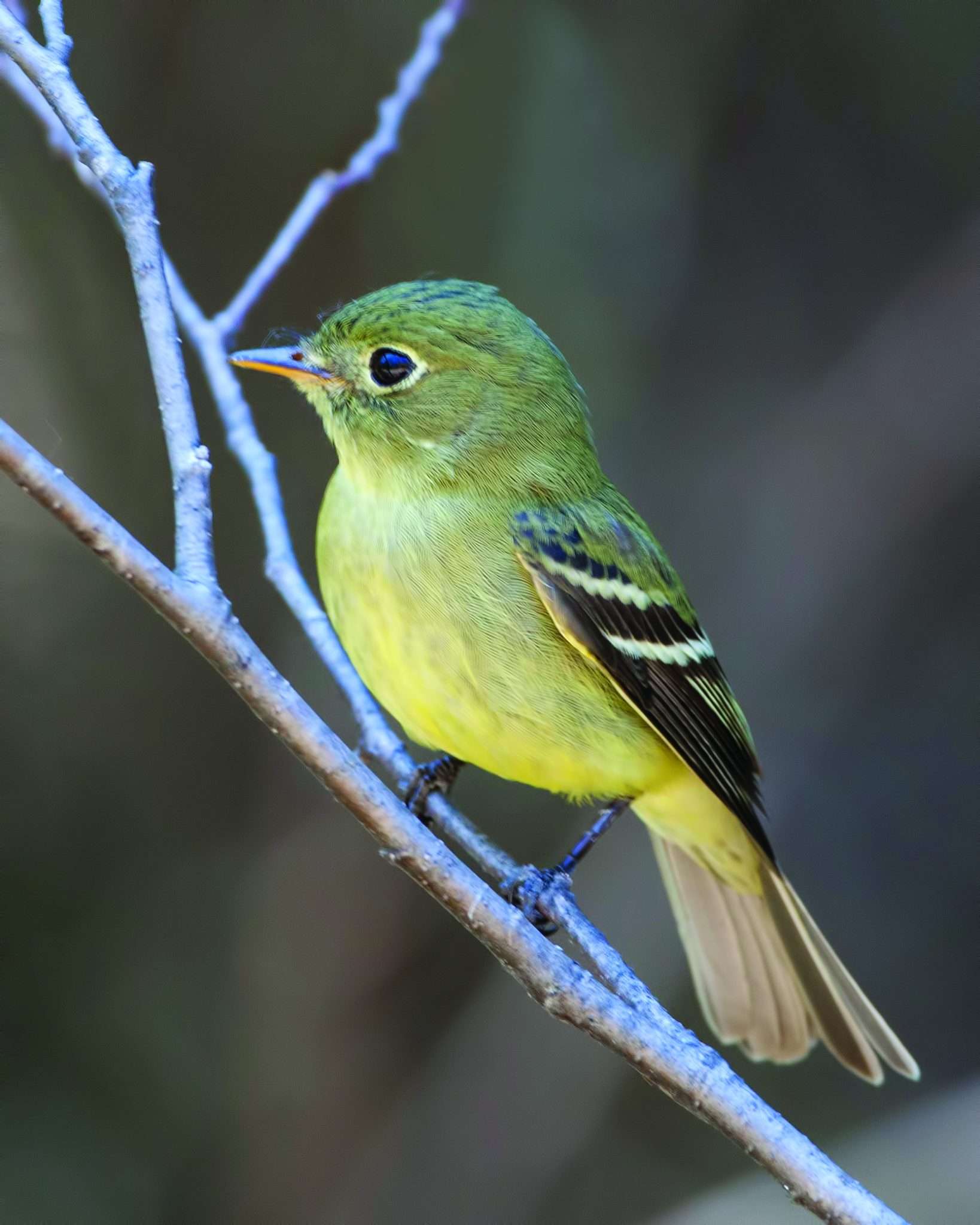 Yellow bellied flycatcher The moss tyrant Adirondack Explorer