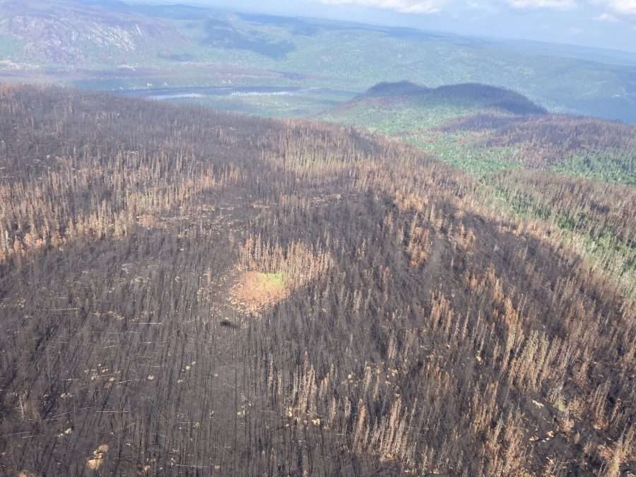 aerial shot of burned forest