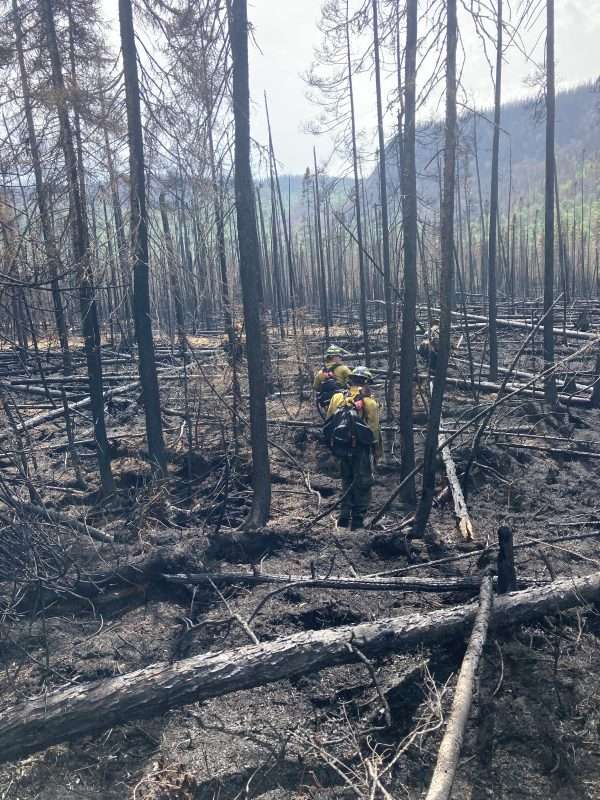 burned forest