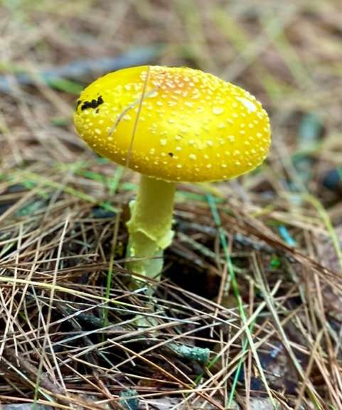 When life gives you rain, go on a mushroom hunt