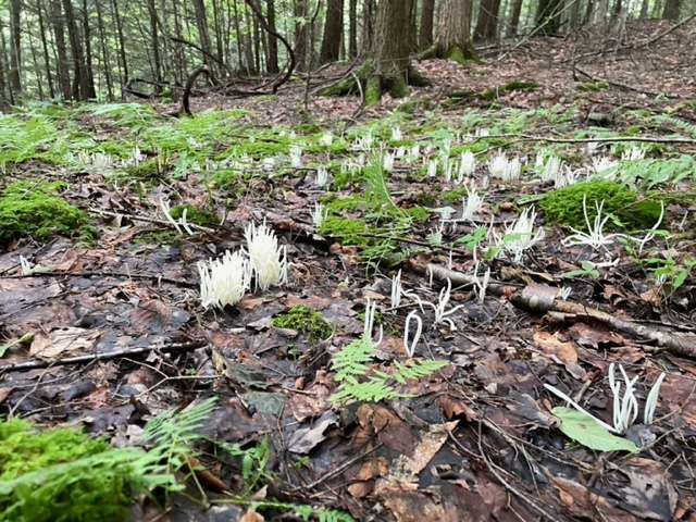 white fungus on the ground