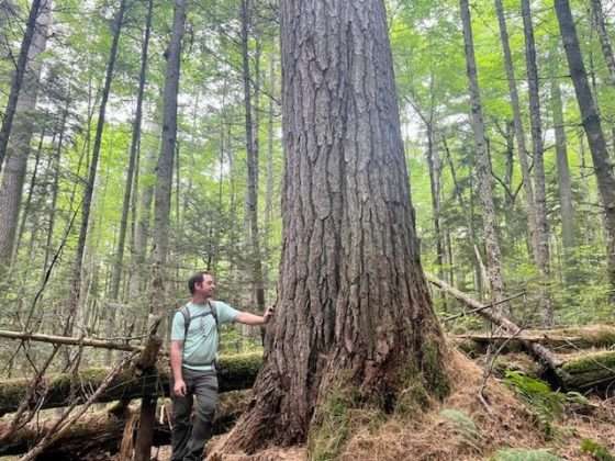 Huge Eastern white pine discovered in the Adirondacks