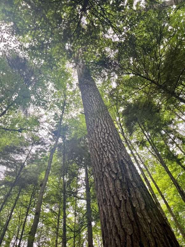 Tracking the Lost Conifer, Western White Pine