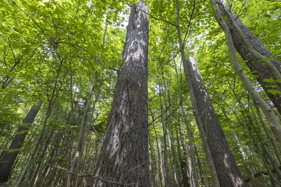 A photo of tall trees and a canopy of leaves.