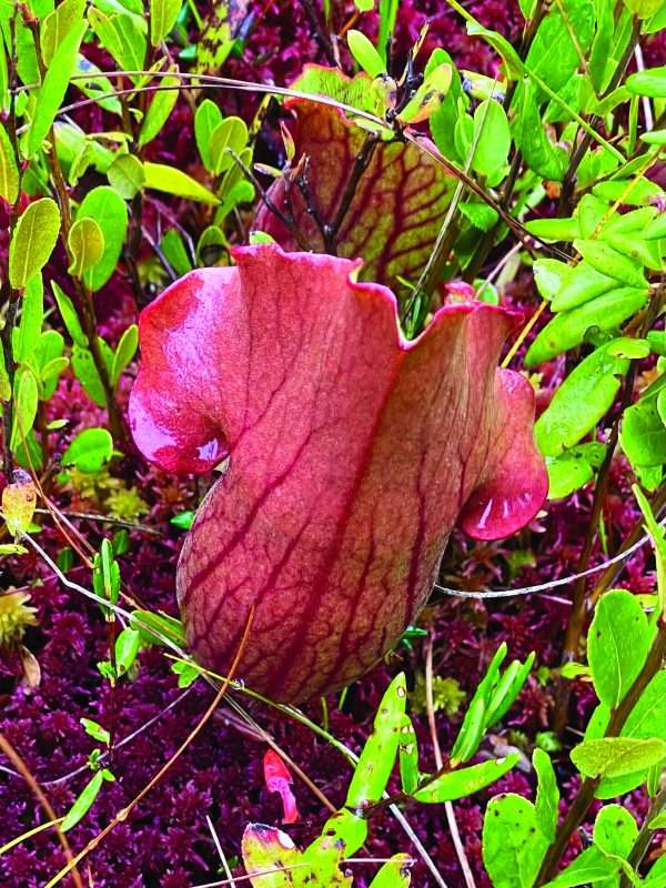 pitcher plant at spring pond bog