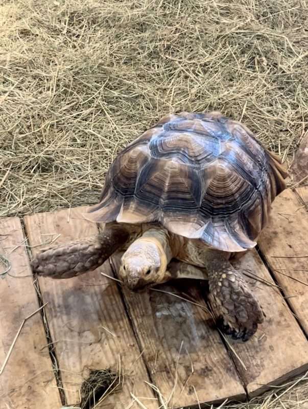 A tortoise walking around on dried grass and wood.