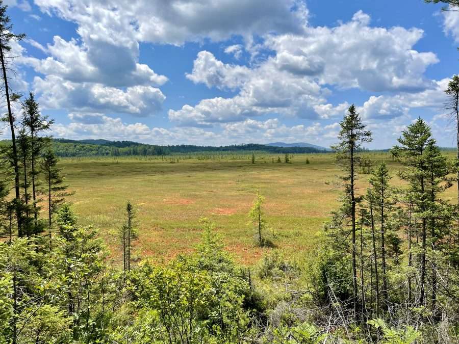 spring pond bog