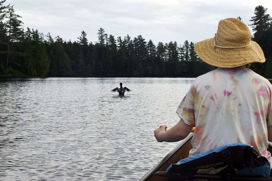 loon on long pond