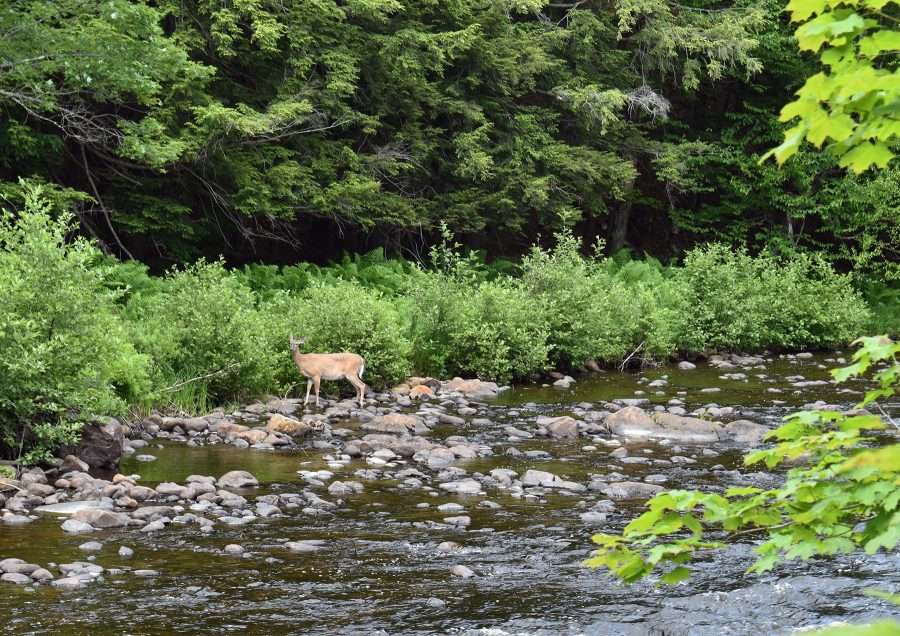 deer at a river