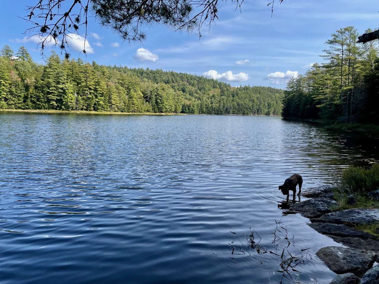 Bass lake
