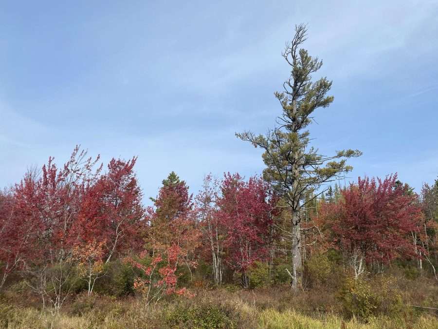 red leaves