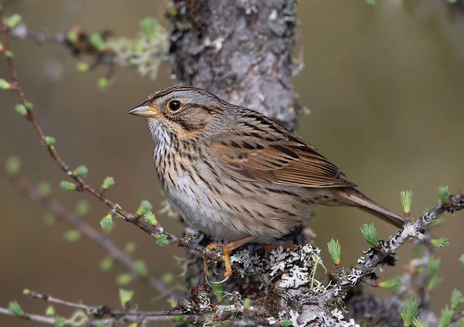 Lincoln's sparrow, a small brown bird