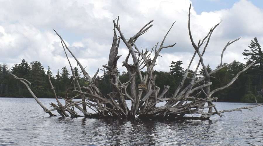 river rat sign on dead wood