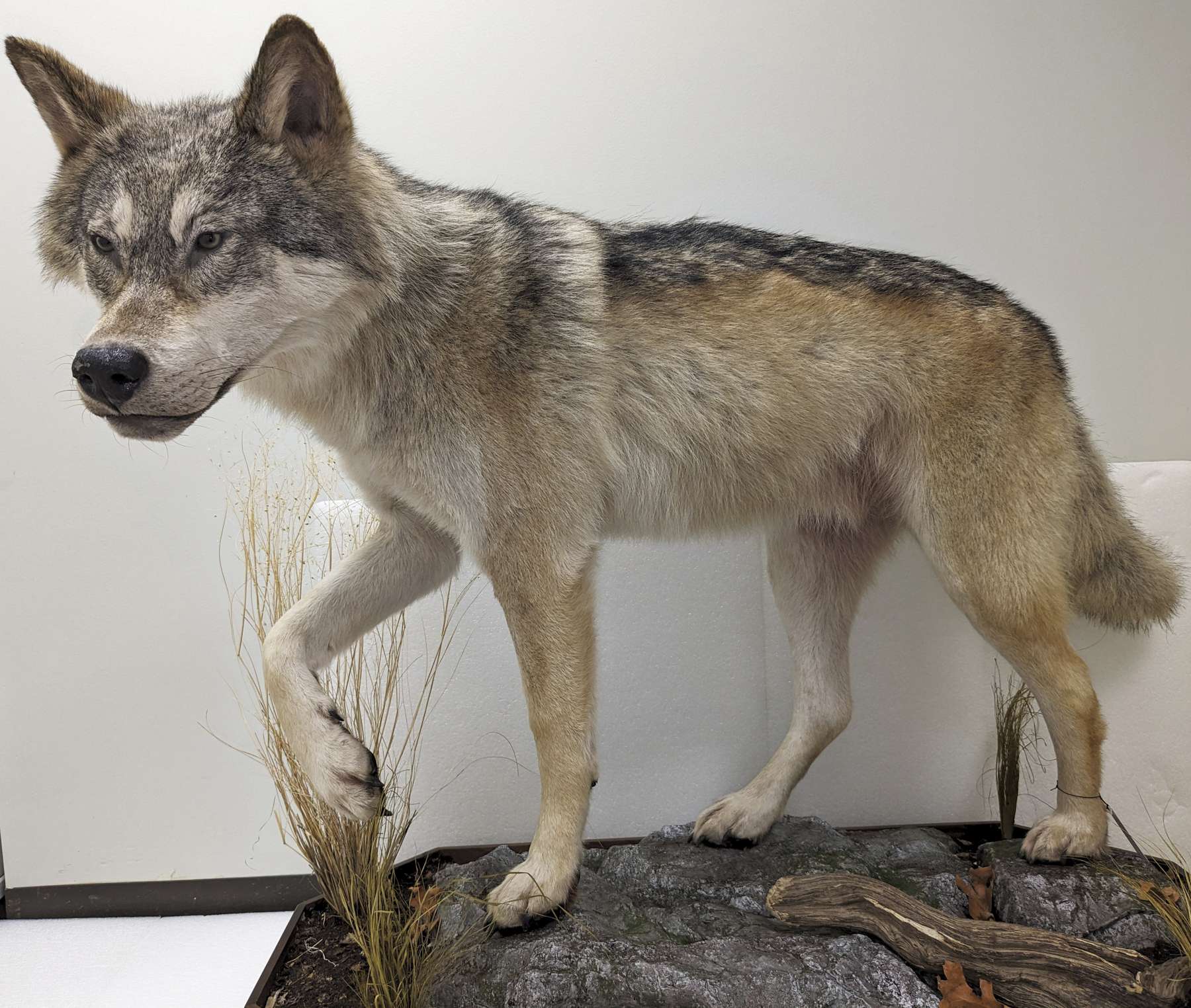 A taxidermist mounted the Cherry Valley wolf for the New York State Museum.