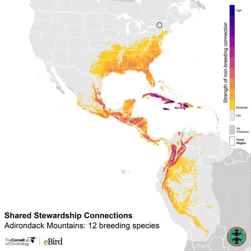 A map of North, Central and South America shows where birds in the Adirondacks spend their winters.