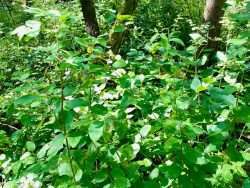 A buckthorn thicket