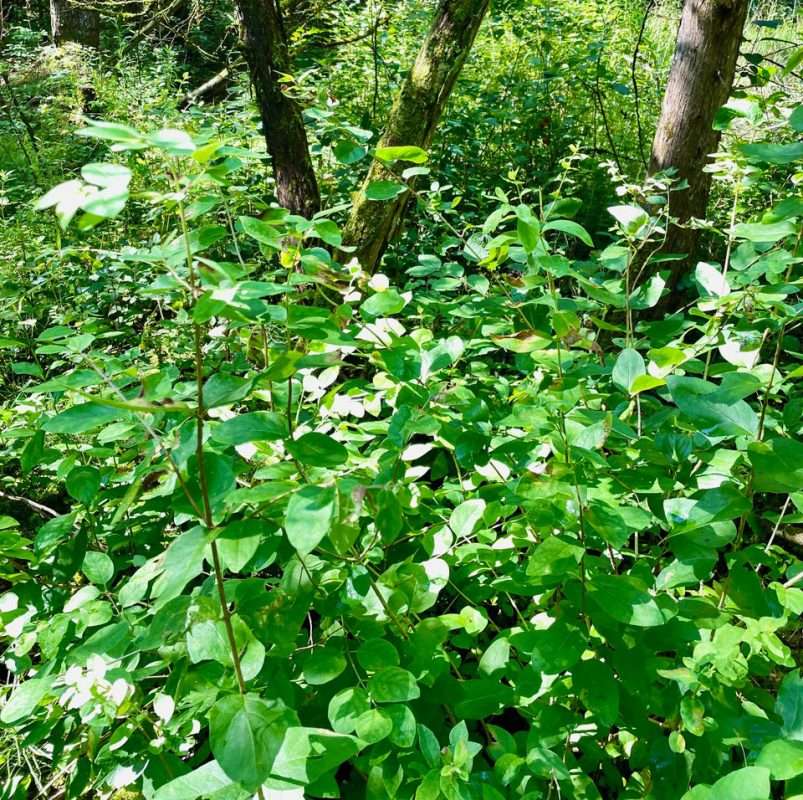 A buckthorn thicket 