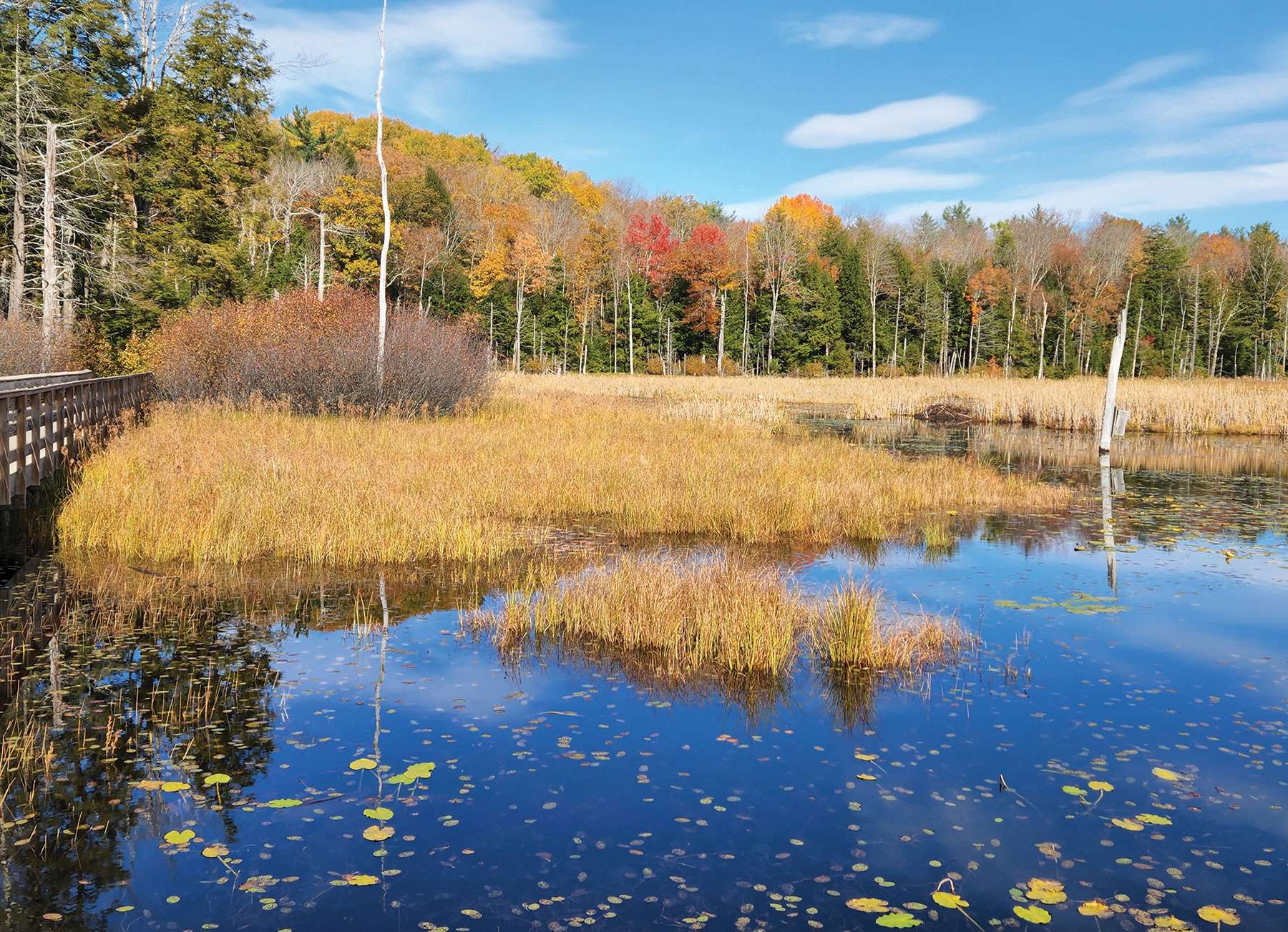 Willie Wildlife Marsh in Gloversville