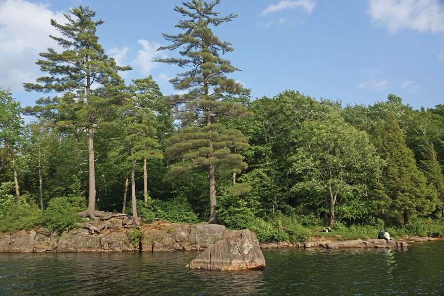 pine trees along a lake
