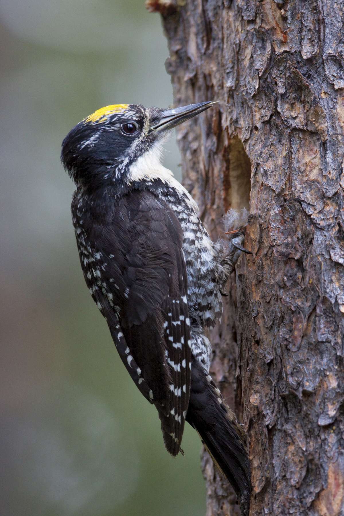 A male American Three-toed Woodpecker. Photo by Larry Master