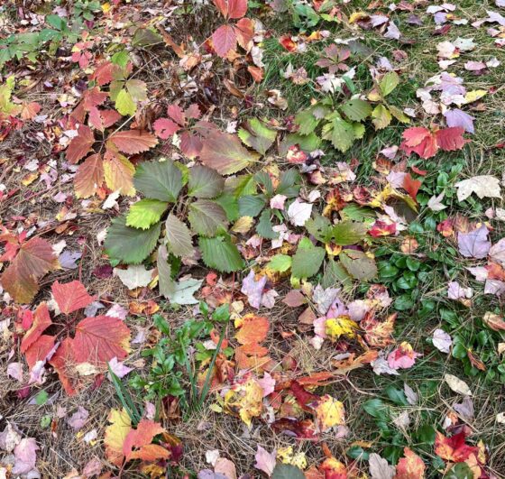 Ease off the rake: Scientists suggest keeping fallen leaves where they land