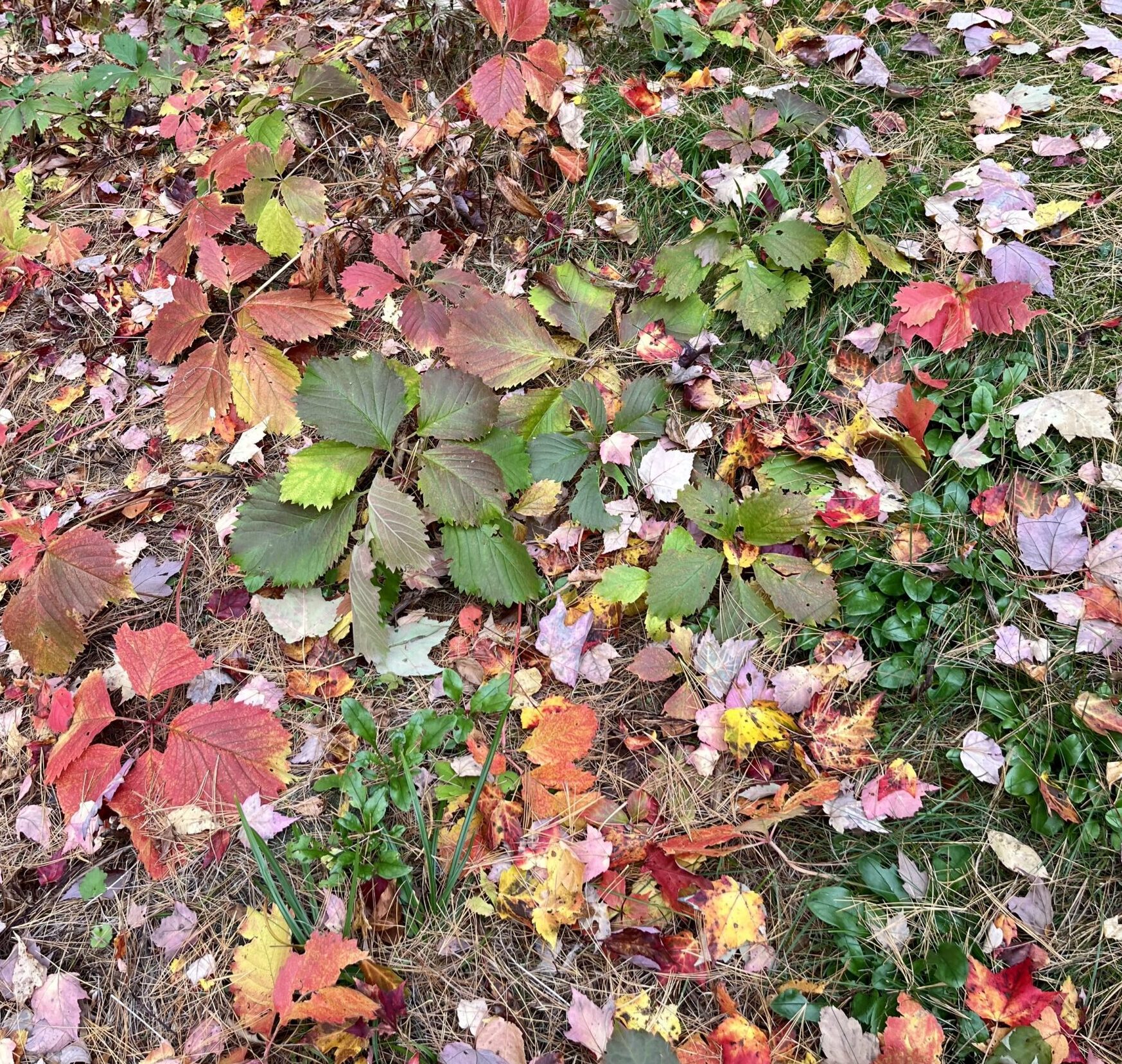 Ground covered in red and yellow leaves.