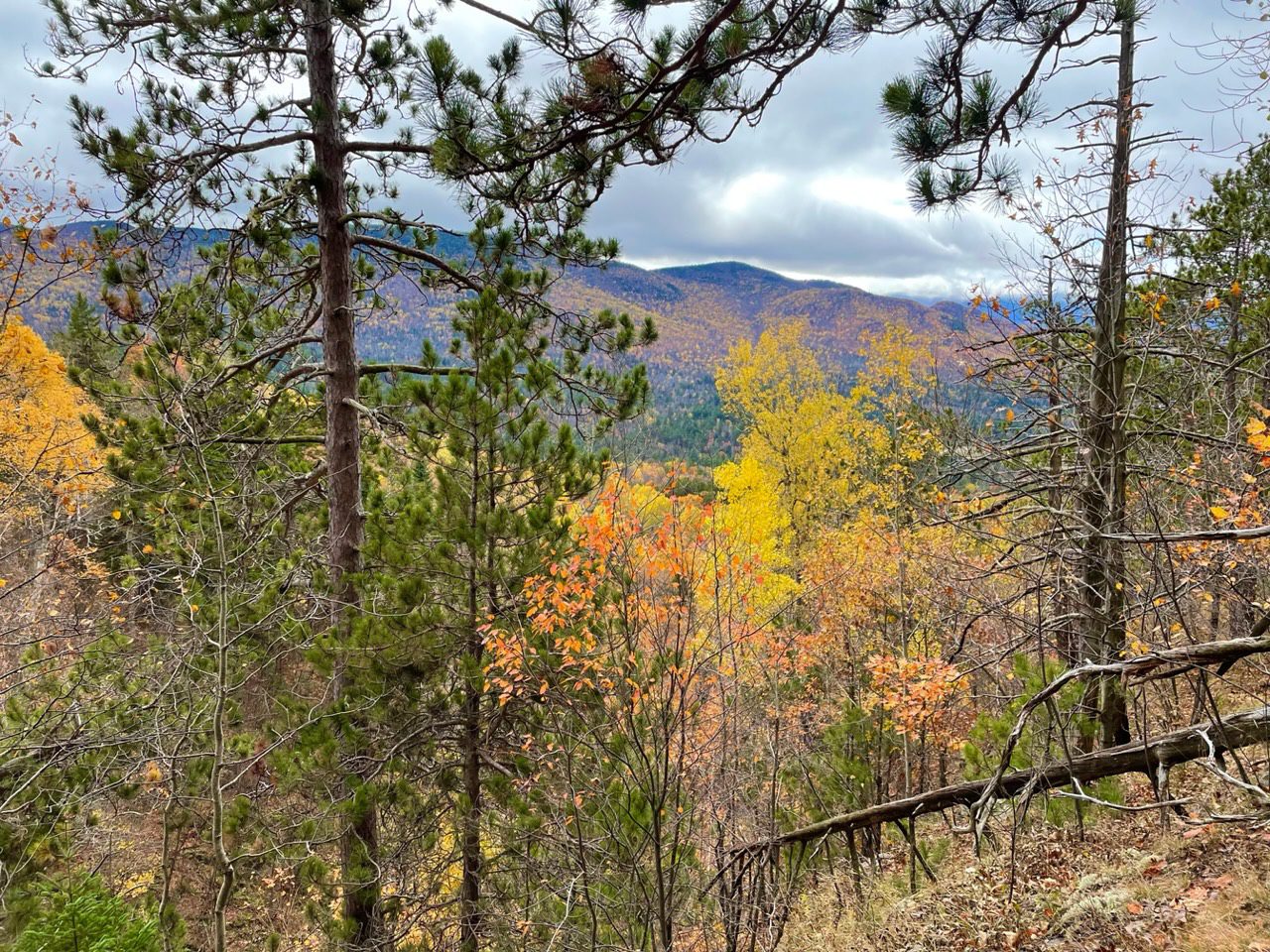 The Hurricane Wilderness seen from a clutch of red pines in the Jay Range. Photo by Tim Rowland
