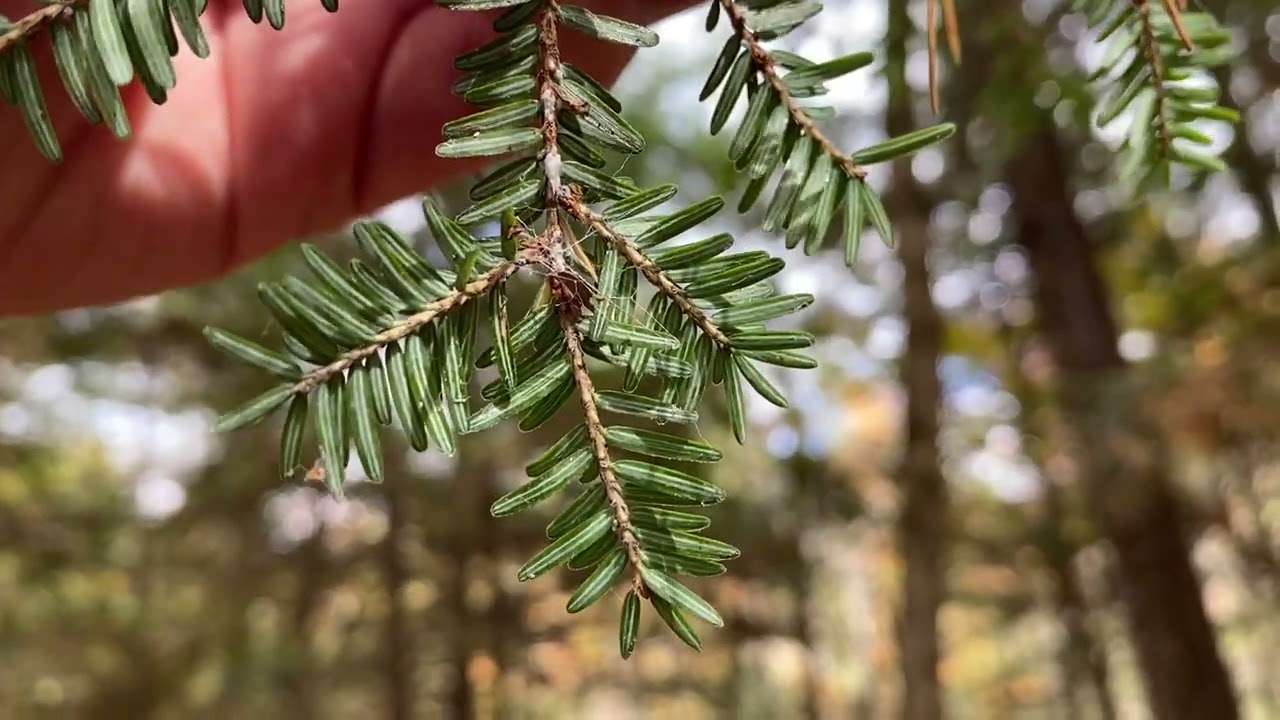 hemlock wooly adelgid