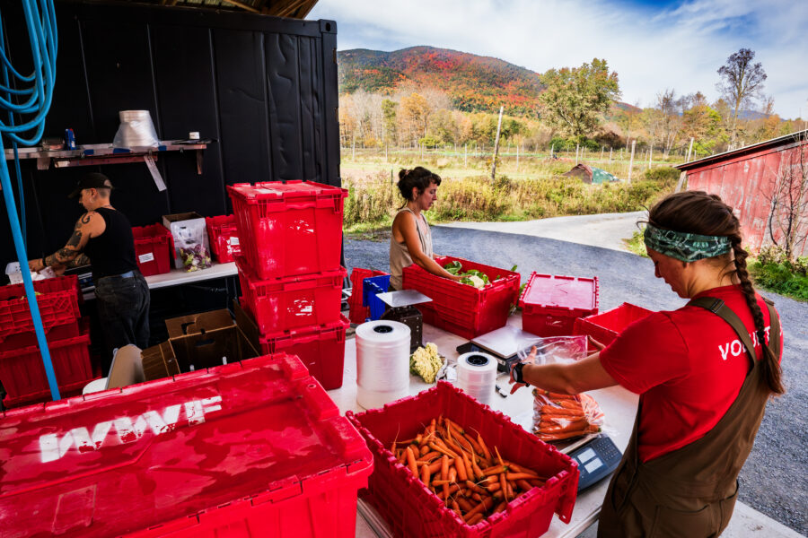 Farmers pack vegetables with a mountain in the background.