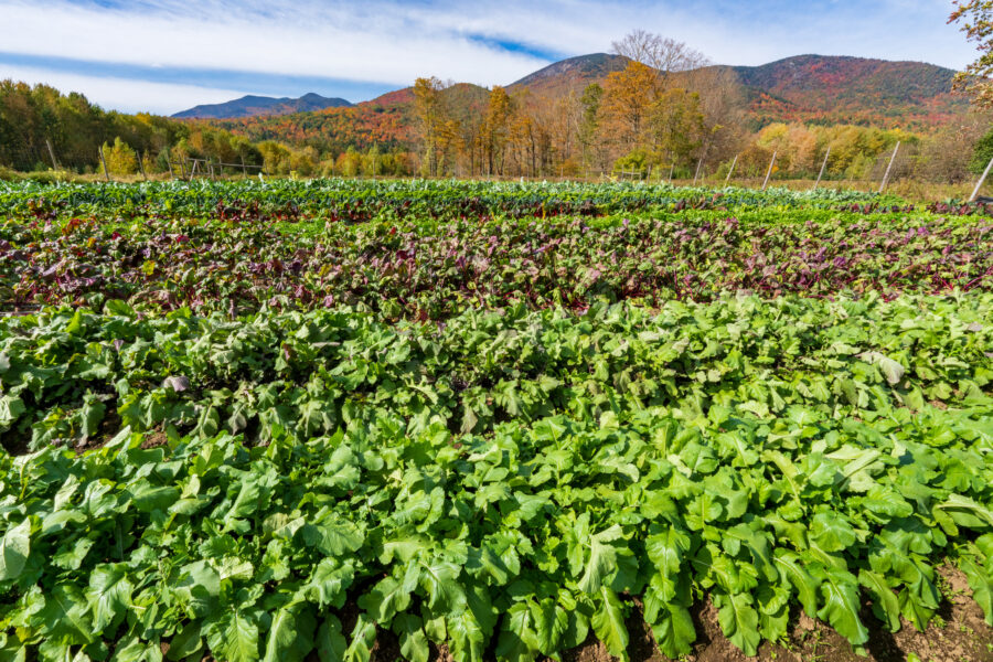 A field of vegetables in the fall.