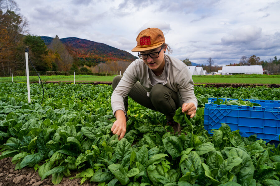 A young farmer pulls baby spinach from the ground