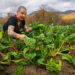 A young farmer pulls rainbow chard from a field.