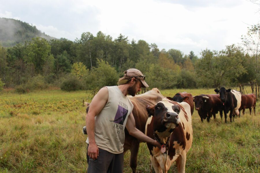 A man scratches the neck of a cow in a field.