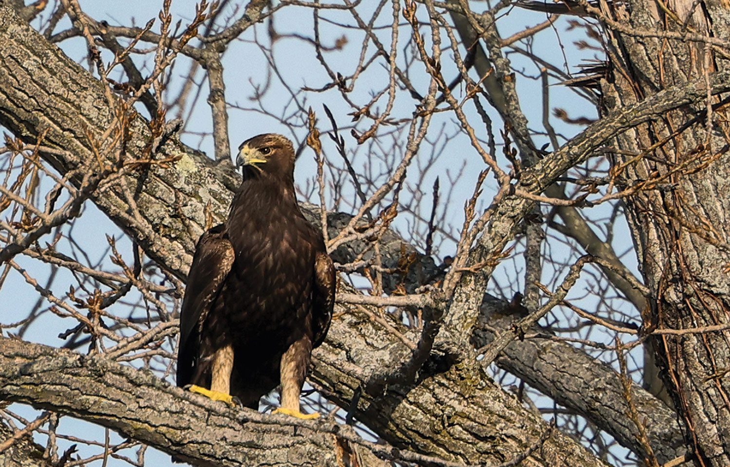 golden eagle in a tree