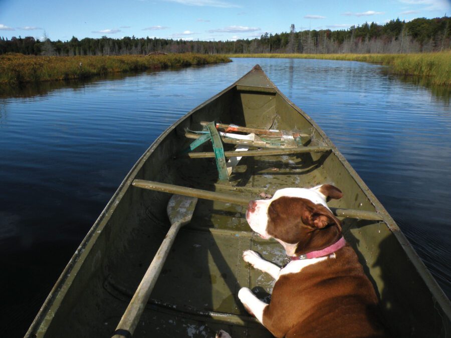 dog in a canoe on little woodhull lake