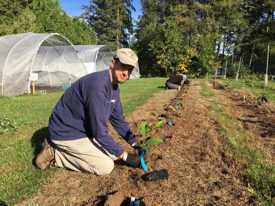 A researcher plants a transgenic American chestnut tree outside