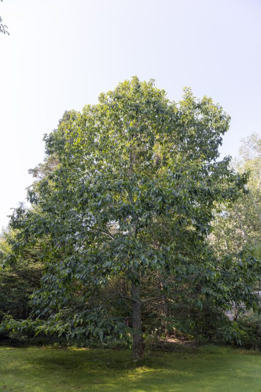 A towering American chestnut tree stands above green grass