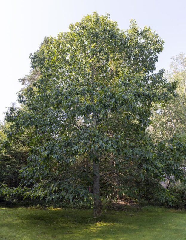 A towering American chestnut tree stands above green grass