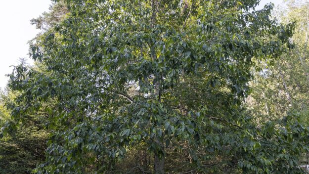 A towering American chestnut tree stands above green grass