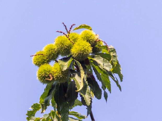Chestnuts grow on an American chestnut tree with a blue sky behind.
