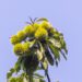 Chestnuts grow on an American chestnut tree with a blue sky behind.