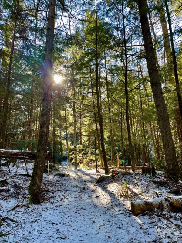 Sun through the hemlocks on Chalis  Pond trail in North Hudson.
