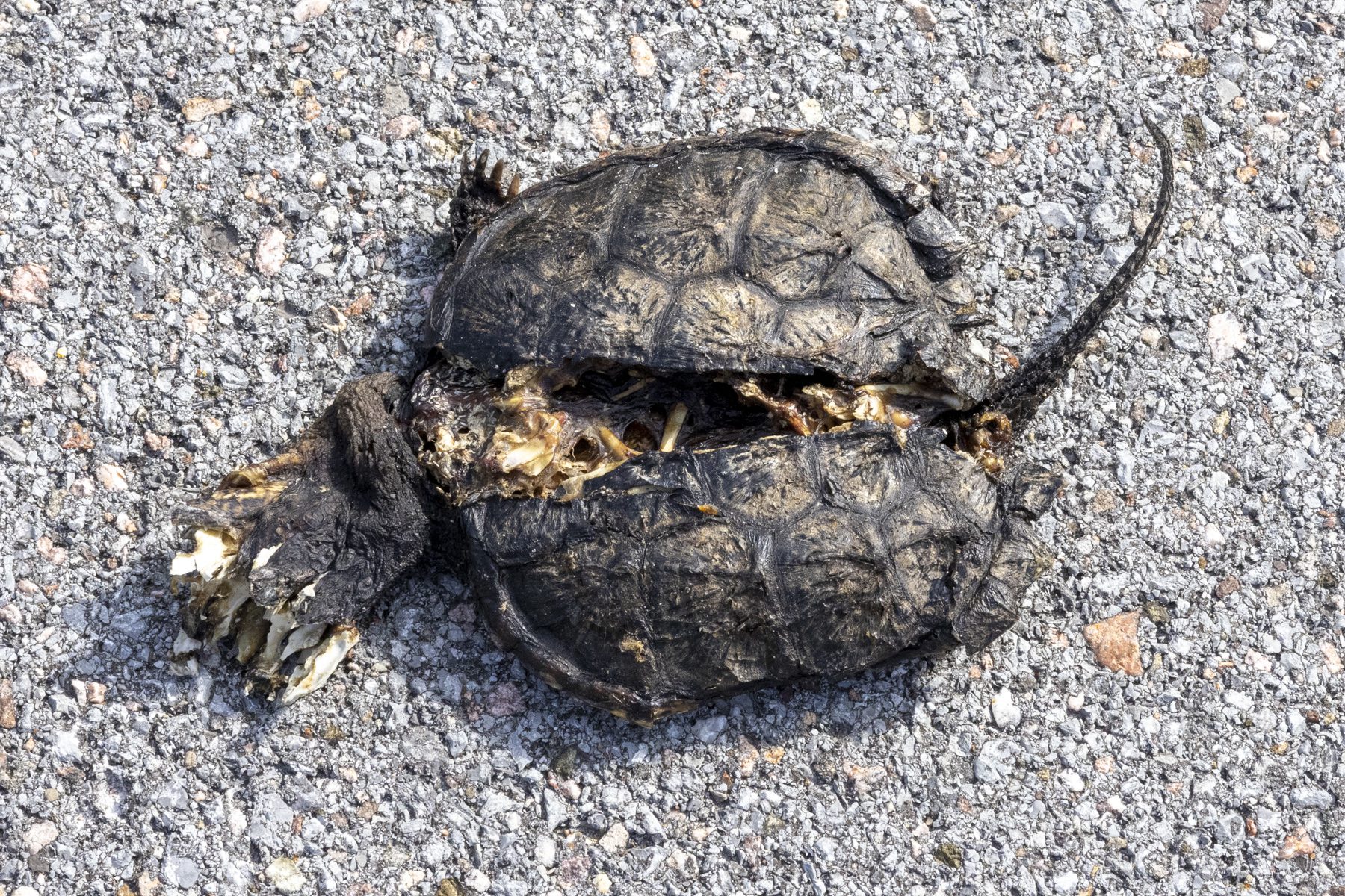 A dead turtle on the road in the Algonquin to Adirondacks corridor